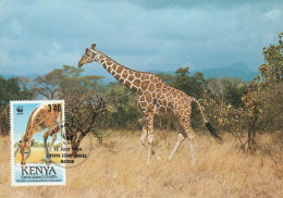 (alm)  KENYA CARTE MAXIMUM GIRAFE - Kenya (1963-...)