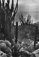 98 MONACO JARDIN EXOTIQUE - Exotic Garden