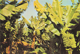 MADERE FUNCHAL BANANA TREE - Madeira