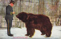 Ours * CPA Illustrateur * Alaskan Brown Bear , New York Zoo Zoological Park * Montreur - Bears