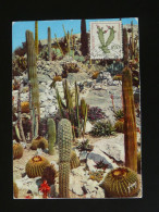 Carte Maximum Card Cactus Monaco 1962 - Sukkulenten
