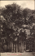 CPA Trinidad & Tobago, Clump Of Bamboos - Trinidad