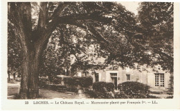 LOCHES-MARRONNIER PLANTE PAR FRANCOIS Ier AU CHATEAU ROYAL- - Bäume