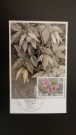 Carte Maximum Card Fleur Clematis Flower Wien Gartenschau Autriche Austria 1964 - Cartes-Maximum (CM)