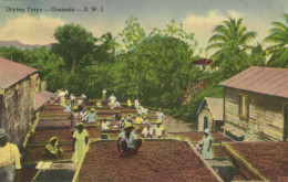 Grenada, B.W.I., Cocoa Drying Trays (1950s) Postcard - Grenada