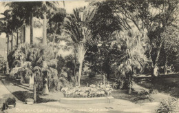 Grenada, W.I., ST. GEORGE'S, Botanic Gardens, Palm Trees (1912) Postcard - Grenada