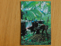 SEYCHELLES -  Ile Denis - Ramassage Des Noix De Coco - Seychellen