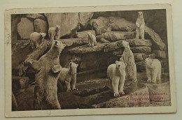 White Bears - Old Postcard Sent In 1909. - Bears