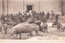 CPA - Bénédiction Des Cochons à  Zilia - Corse