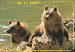 Ours Des Pyrénées Ours Brun D'Europe - Bears