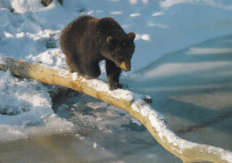 Un Ours Brun - Bears