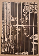 Ours , Bandol  Île Ricard ,le Zoo.  1958 - Bears