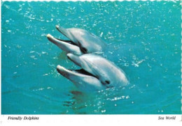 CP - FRIENDLY DOLPHINS / DAUPHINS - Sea World - Orlando - USA - 1980 - A Voyagé - Dolphins