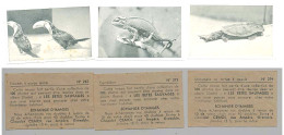 Photographie De Toucans, Caméléon Et Tortue Distribué Par Le Chocolat CEMOI De Grenoble Images N° 267-273-274 De L'album - Chocolate