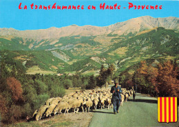 83 LORGUES LA TRANSHUMANCE - Lorgues