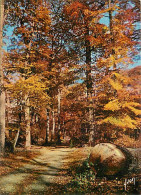 Forêt - Arbres - CPM - Voir Scans Recto-Verso - Bäume