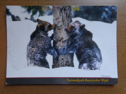 Beer, Bear, Ours / Nationalpark Bayerischer Wald -> Unwritten - Bears