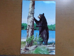 Beer, Bear, Ours / Palisades Interstate Park Commission Of New York And New Jersey, Bear Mountain State Park > Written - Bears