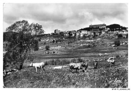 BF-BFP1-0472-66 - FONT-ROMEU - Station D'été Et D'hiver - Pâturages Au Printemps - Prades