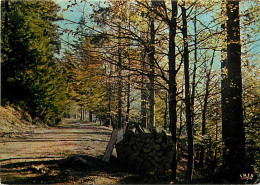 Forêt - Arbres - CPM - Voir Scans Recto-Verso - Bäume