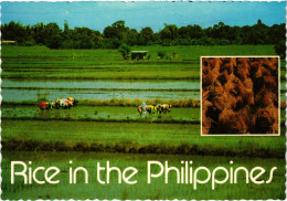 PC PHILIPPINES, CENTRAL PLAINS OF LUZON, Modern Postcard (b60254) - Filippine