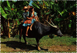 PC PHILIPPINES, CARABAO, Modern Postcard (b60257) - Filippine