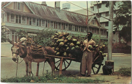 Carte Postale : TRINIDAD : Coconut Vendor, PORT OF SPAIN - Trinidad