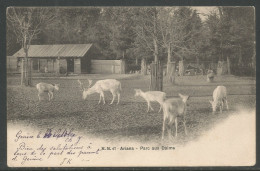Carte P De 1903 ( Ariana / Parc Aux Daims ) - Genève