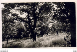 D06   BERRE LES ALPES  La Chataigneraie  ........ - Contes