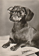 Delcampe - AK Wünsche Zum Geburtstag - Dackel Mit Brille - Humor - Ca. 1950 (75794) - Geburtstag