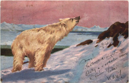 Eisbär - Polarbear - Bears