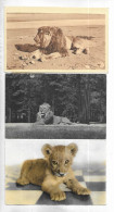LOT 9 CPA/CPSM Petit Format THEME: LIONS. - Löwen