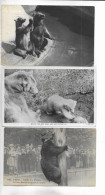 LOT 8 CPA/CPSM Petit Format THEME: OURS. - Bears
