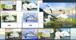 Fauna. Albatros 2013. - Tristan Da Cunha