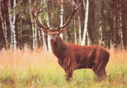 92 MONTROUGE PARC ANIMALIER DES YVELINES - Montrouge