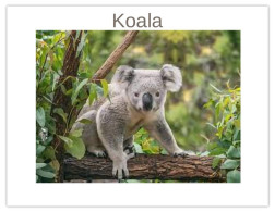 India 2025 Koala (Phascolarctos Cinereus) MINT / BLANK Maxim / Picture Post Card PPC As Per Scan - Bears