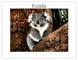 India 2025 Koala (Phascolarctos Cinereus) MINT / BLANK Maxim / Picture Post Card PPC As Per Scan - Bears
