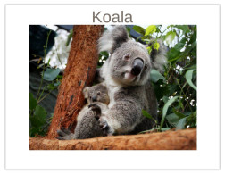 India 2025 Koala (Phascolarctos Cinereus) MINT / BLANK Maxim / Picture Post Card PPC As Per Scan - Bears