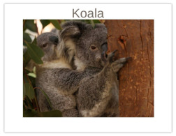 India 2025 Koala (Phascolarctos Cinereus) MINT / BLANK Maxim / Picture Post Card PPC As Per Scan - Bears