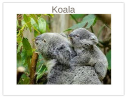 India 2025 Koala (Phascolarctos Cinereus) MINT / BLANK Maxim / Picture Post Card PPC As Per Scan - Bears