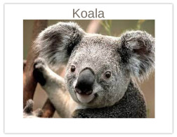 India 2025 Koala (Phascolarctos Cinereus) MINT / BLANK Maxim / Picture Post Card PPC As Per Scan - Bears