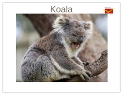 India 2025 Koala (Phascolarctos Cinereus) MINT / BLANK Maxim / Picture Post Card PPC As Per Scan - Bears