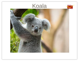India 2025 Koala (Phascolarctos Cinereus) MINT / BLANK Maxim / Picture Post Card PPC As Per Scan - Bears