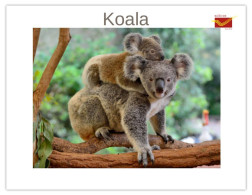 India 2025 Koala (Phascolarctos Cinereus) MINT / BLANK Maxim / Picture Post Card PPC As Per Scan - Bears