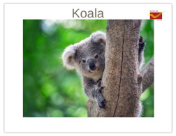 India 2025 Koala (Phascolarctos Cinereus) MINT / BLANK Maxim / Picture Post Card PPC As Per Scan - Bears