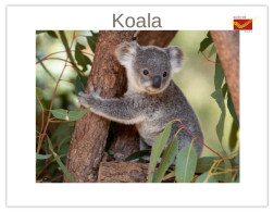 India 2025 Koala (Phascolarctos Cinereus) MINT / BLANK Maxim / Picture Post Card PPC As Per Scan - Bears