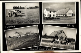 CPA Noordoostpolder Flevoland, Pferde, Rinder, Ortsansichten - Andere & Zonder Classificatie