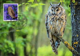 Maximumkarte 2024 - Tiersymbolik Eule -Waldohreule - Maximum Cards