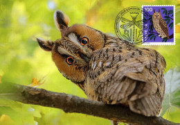 Maximumkarte 2024 - Tiersymbolik Eule -Waldohreule - Maximum Cards