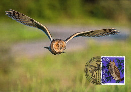 Maximumkarte 2024 - Tiersymbolik Eule -Waldohreule - Maximum Cards